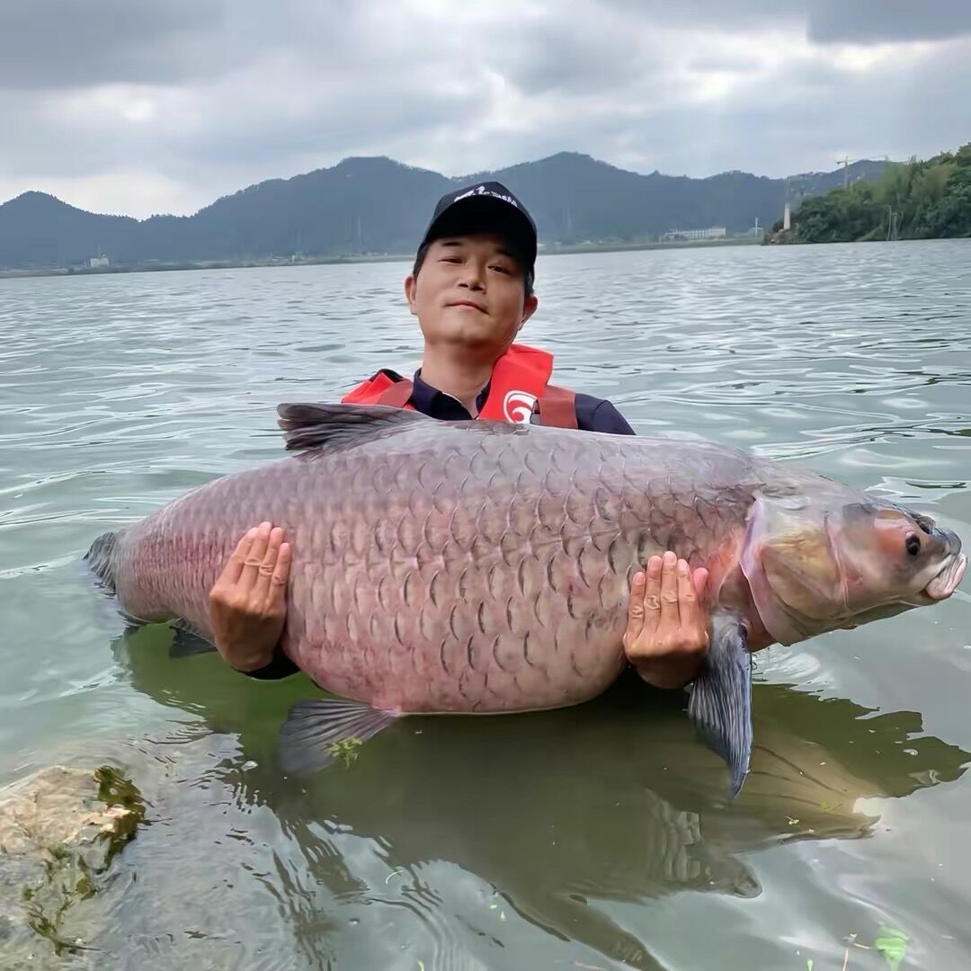 怎么才能钓好大青鱼？垂钓大青鱼好用的技巧、饵料和小药配方 - 知乎