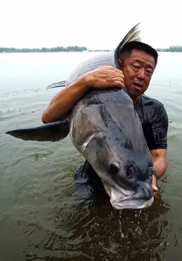 李大毛 钓获巨大青鱼