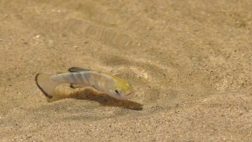 沙漠鱼